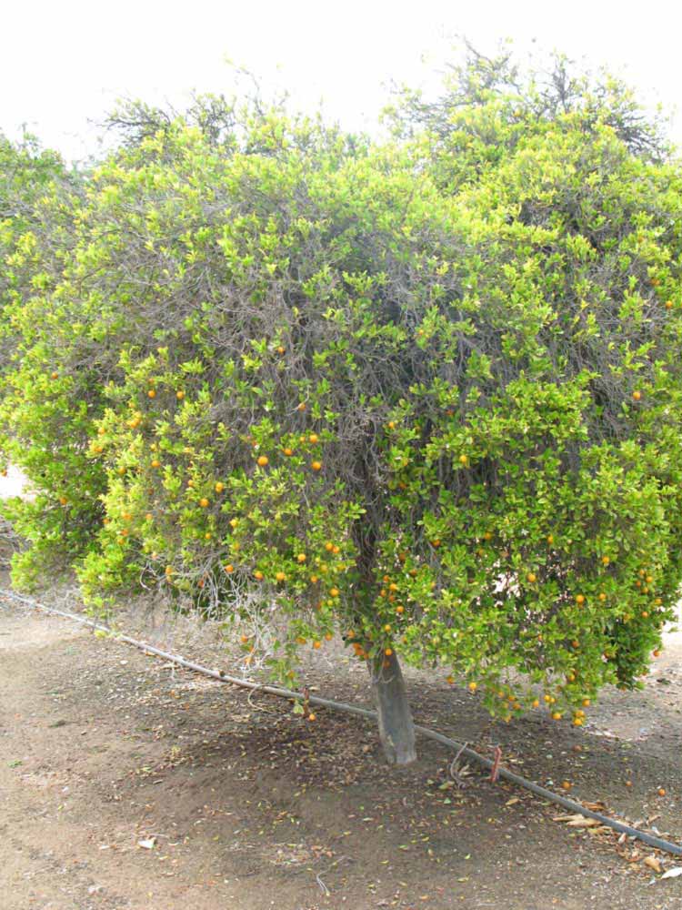              Habit (Riverside, CA)       